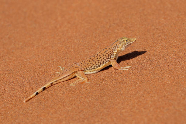 istock Shovel-snouted lizard (Meroles anchietae) on a sand dune, Namib desert 1150047434