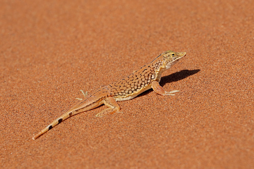 A shovel-snouted lizard (Meroles anchietae) on a sand dune, Namib desert, Namibia
