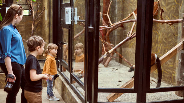 la famiglia allo zoo guardare gli animali attraverso un bicchiere di sicurezza - petting zoo foto e immagini stock