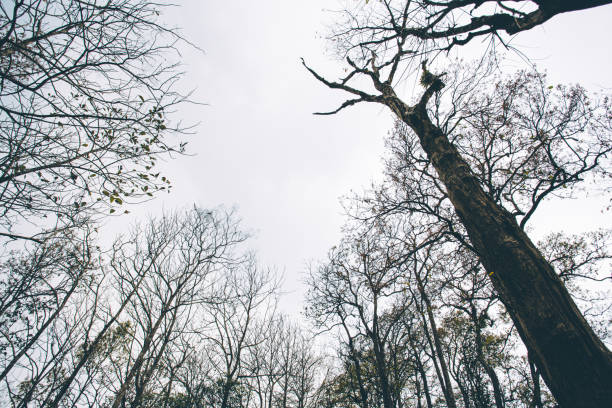 istock Looking up from under sea oak tree forest with worm eye view 1150047556
