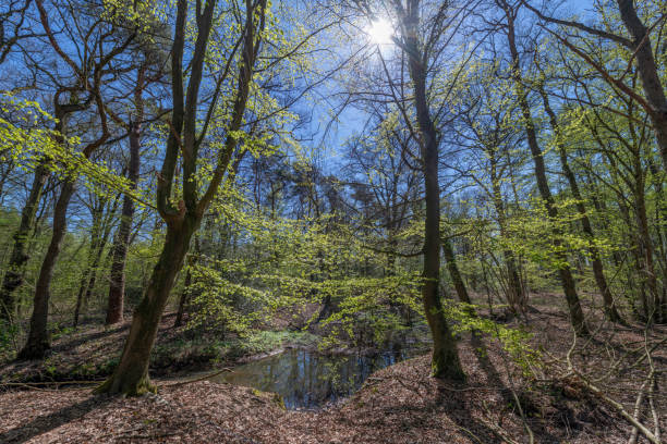 istock Dottinkrade forest in the vicinity of Winterswijk 1150048951