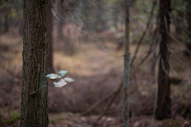 The last five leaves on an oak tree in an autumn-colored forest near Winterswijk in the Achterhoek in Netherlands