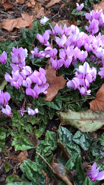 Stock photo of purple wild autumn cyclamen flowers, flowering cyclamen hederifolium plants with a carpet of pink flowers in Alpine garden / sink garden under hedge with tubers / corms / ivy leaves / ivy leaved sowbread plant, chipped bark mulch covering soil surface imagen de flores de ciclamen de otoño silvestres, plantas de ciclamen hederifolium de floración con una alfombra de flores rosas en jardín alpino/fregadero jardín bajo seto con tubérmeros/bulbos/hojas de hiedra/hiedra hoja de sowbread planta, astillad