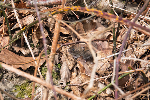 Bank vole (Myodes glareoulus) foraging in springtime.