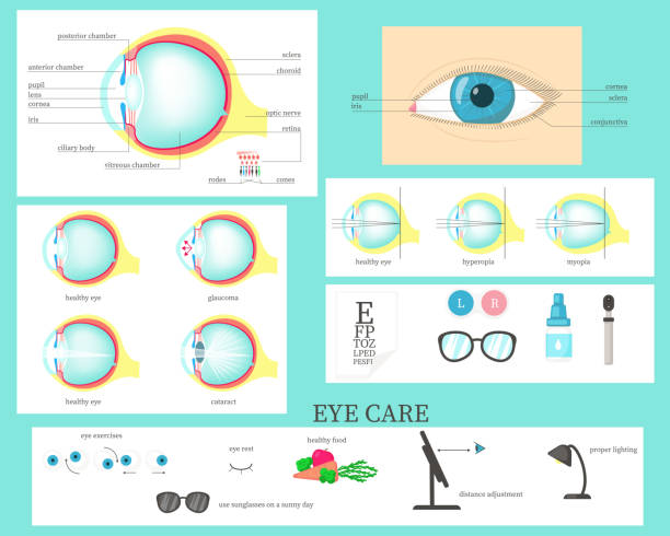 infografika ludzkiego oka, wektorowa płaska izolowana ilustracja - optics store stock illustrations