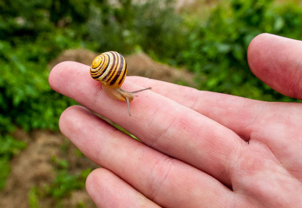 A hand holding a land snail with long tentacles.