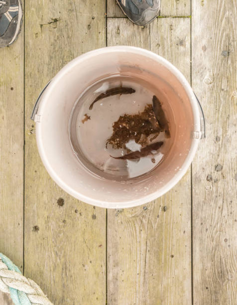 istock cuckoo wrasse in a bucket with water 1150051334