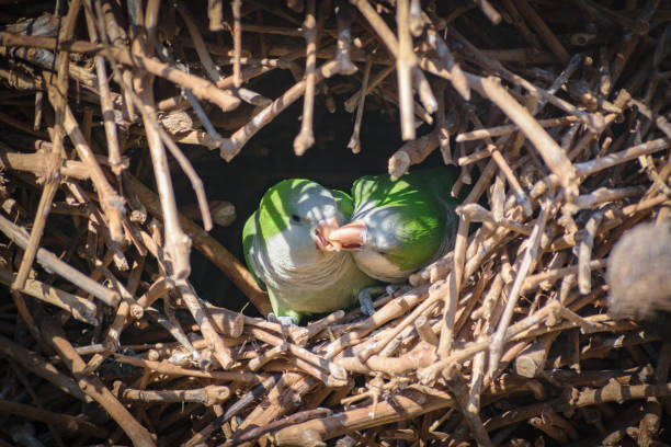 Monk Parakeet (Myiopsitta monachus) pair in their nest