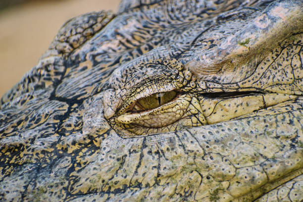 istock Nile crocodile (Crocodylus niloticus) eye detail 1150051817