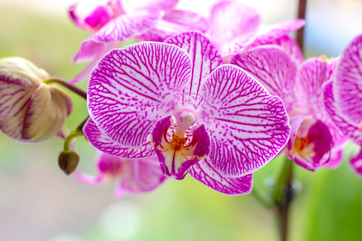 Beautiful tropical exotic branch with white, pink and magenta Moth Phalaenopsis Orchid flowers in spring in the forest on bright colorful background.