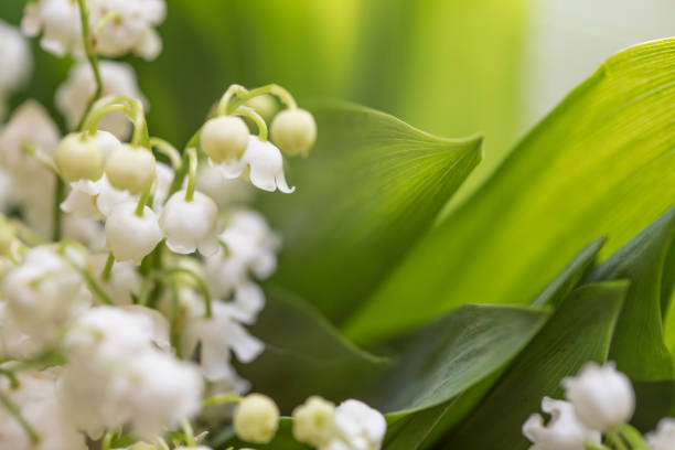 istock Lily of the valley flowers (Convallaria majalis), selective focus 1150054170