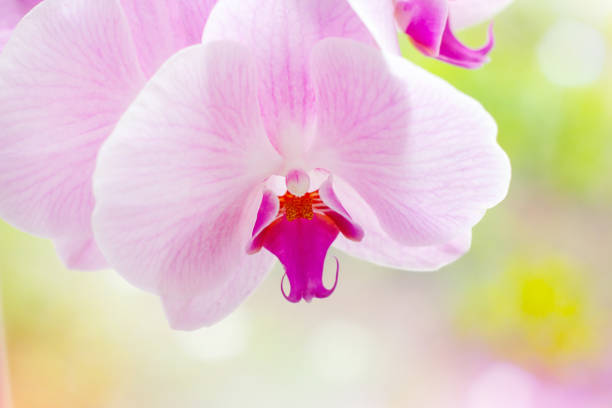 Beautiful tropical exotic branch with white, pink and magenta Moth Phalaenopsis Orchid flowers in spring in the forest on bright colorful background Beautiful tropical exotic branch with white, pink and magenta Moth Phalaenopsis Orchid flowers in spring in the forest on bright colorful background. cattleya magenta orchid tropical climate stock pictures, royalty-free photos & images