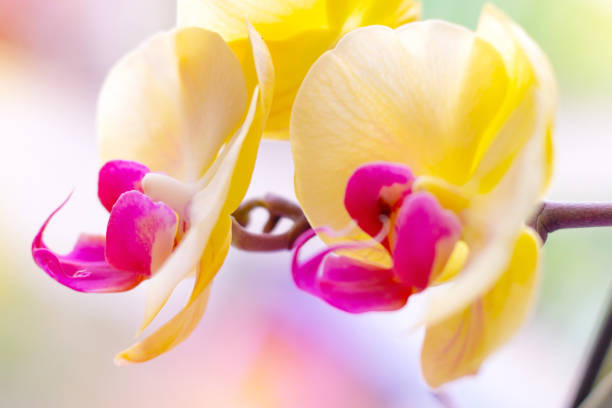 Beautiful tropical exotic branch with pink and yellow Moth Phalaenopsis Orchid flowers in spring in the forest on light background Beautiful tropical exotic branch with pink and yellow Moth Phalaenopsis Orchid flowers in spring in the forest on light background. cattleya magenta orchid tropical climate stock pictures, royalty-free photos & images