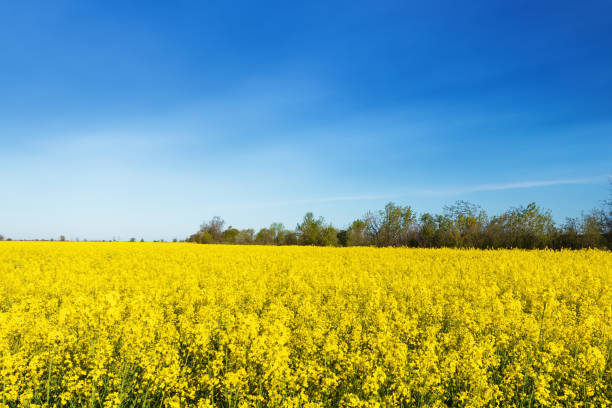 istock photo canola field 1150054587