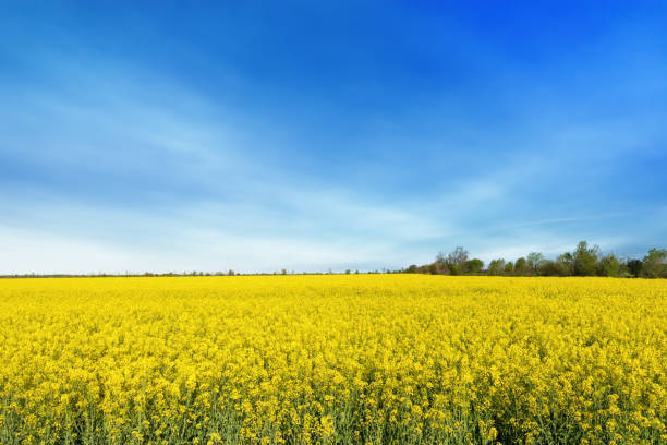 istock photo canola field 1150054715