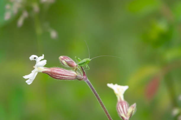 istock Katydid Nymph on Campion Flower in Springtime 1150056265