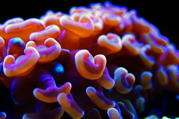 istock Macro on Hammer Aquacultured LPS Coral - (Euphyllia ancora) 1150057865