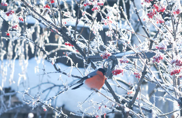 istock Bird Bullfinch Omsk region 1150058590