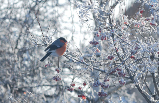istock Bird Bullfinch Omsk region 1150058625