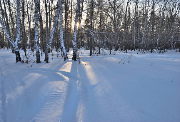 istock Winter Siberian forest, Omsk region 1150059457