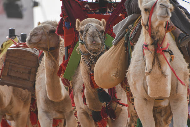 Silhouette of camel caravan in the desert sand during sunrise. Cameleer with camels caravan, silhouettes and shadows