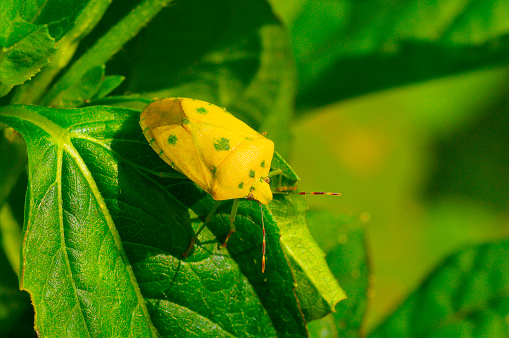 Yellow shield bug on a green leaf near Sangli, Maharashtra