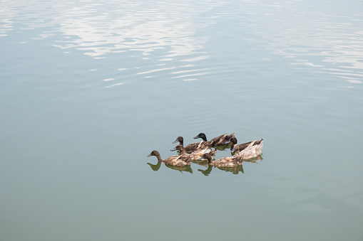 Duck family, Brown duck swims in the river.