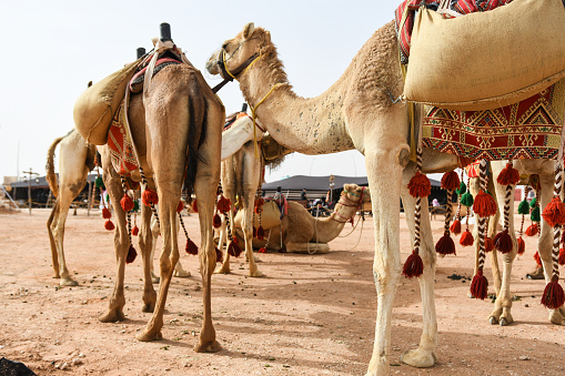 Camel Caravan Or Convoy In Saudi Arabia Led By Bedouin Man Stock Photo -  Download Image Now - iStock