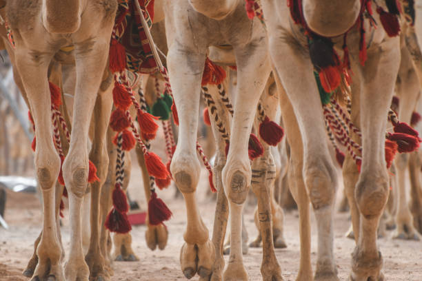 caravana de camellos o convoy en arabia saudita liderada por un hombre beduino. - outdoors tent tourism animals in the wild fotografías e imágenes de stock