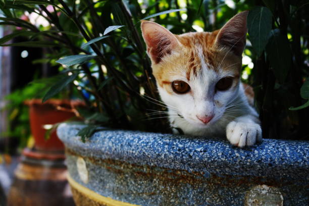 istock Small orange cat sleep on flowerpot 1150065198