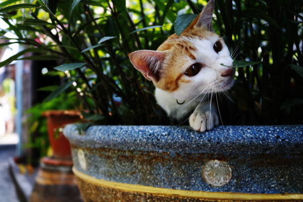 istock Small orange cat sleep on flowerpot 1150065504