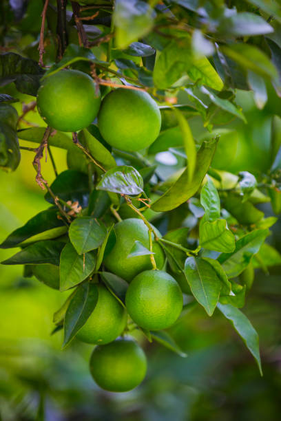 istock Fruits of citrus orange tree branches 1150065579