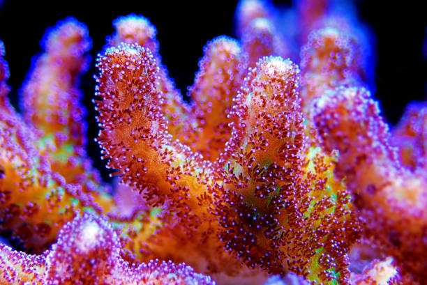 istock Bird of Paradise SPS Coral - (Seriatopora sp.) 1150065609