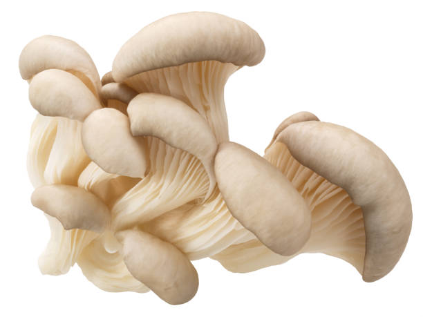 istock Oyster mushrooms pleurotus, paths 1150066302