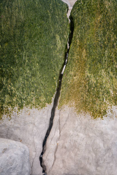 A full frame photograph of a large cracked rock on a Sussex beach, with green seaweed growing on it