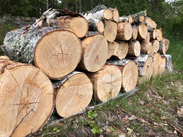 istock Pile of firewood 1150067114