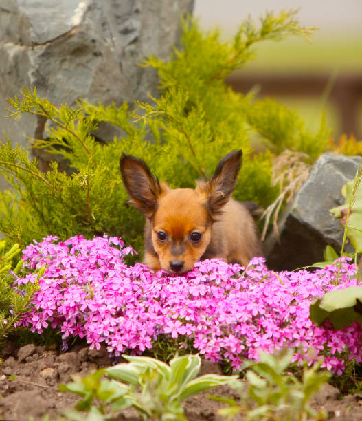 istock Cute redhead puppy sniffing pink flowers. 1150068116