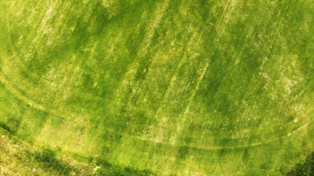 istock Aerial. Green grass texture background. 1150071303