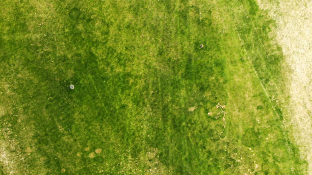 istock Aerial. Green grass texture background. 1150071332
