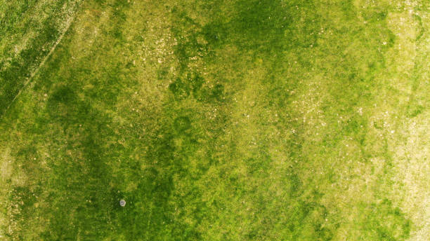 istock Aerial. Green grass texture background. 1150071341