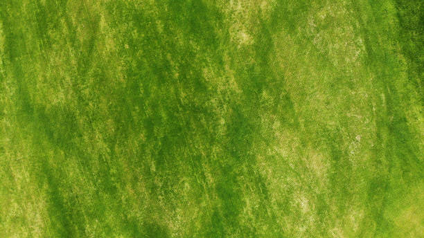 istock Aerial. Green grass texture background. 1150071359