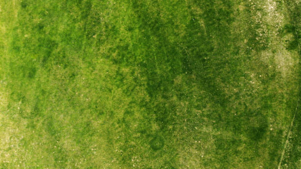istock Aerial. Green grass texture background. 1150071366