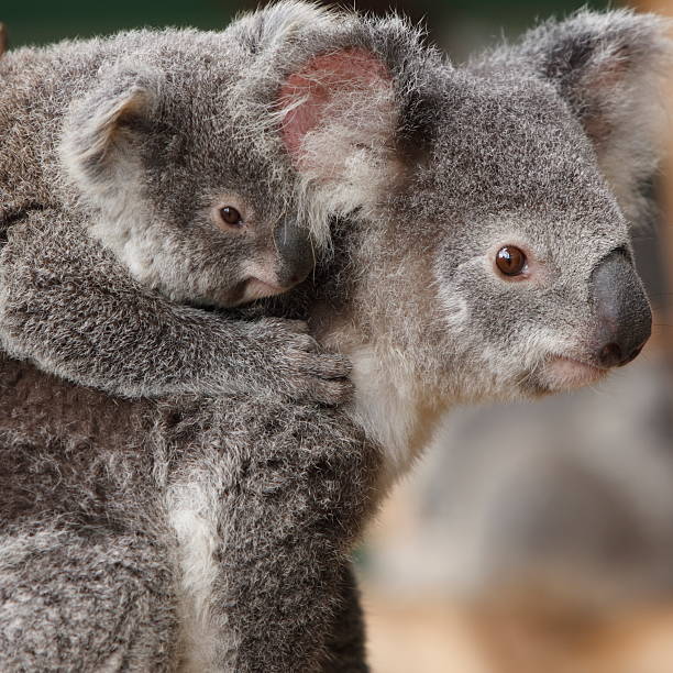 istock Koala Mother and Baby 115007139