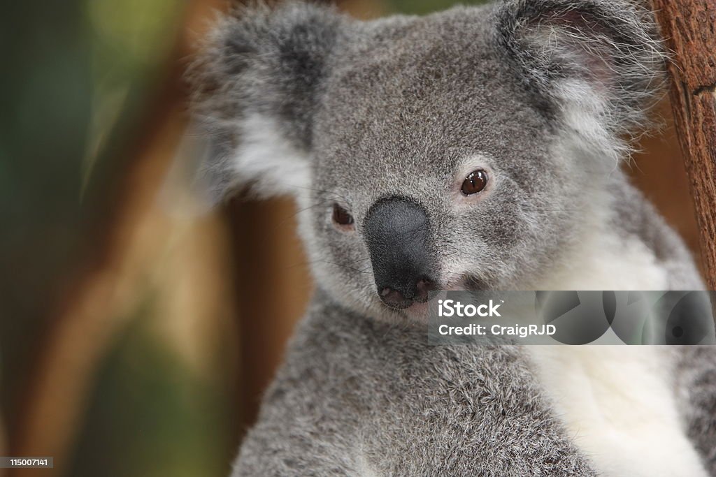 Koala - Foto stock royalty-free di Ambientazione esterna
