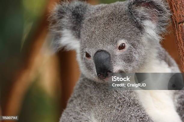 コアラ - オーストラリアのストックフォトや画像を多数ご用意 - オーストラリア, カラー画像, コアラ