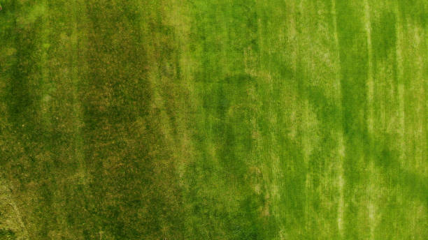 istock Aerial. Green grass texture background. 1150071518