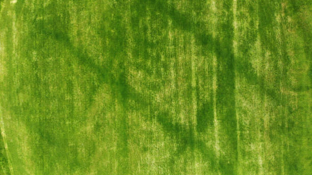 istock Aerial. Green grass texture background. 1150071545
