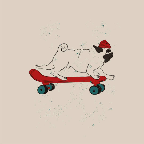 Hipster Pug Dog On Skateboard. Illustration with cute Pug Dog on skateboard. Funny greeting card, t-shirt design, print, sticker or poster. hipster dog stock illustrations