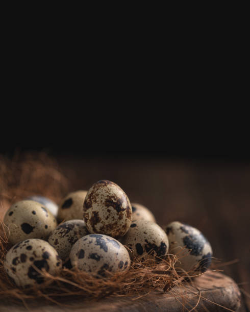 Quail Eggs Quail Eggs quail egg stock pictures, royalty-free photos & images