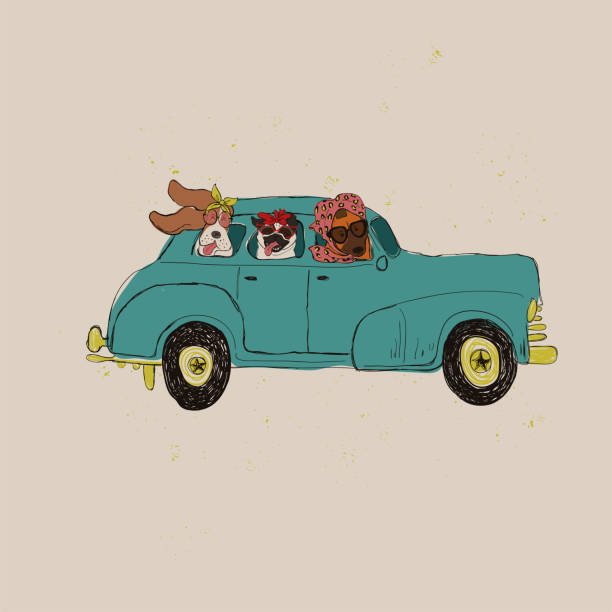 illustrazioni stock, clip art, cartoni animati e icone di tendenza di illustrazione di funyy dogs driving car - dog car